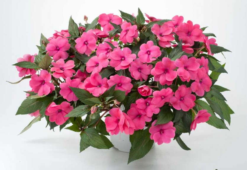 Impatiens 'Sun Harmony Deep Pink' from Danziger
