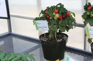 'Sweet 'n' Neat' table top tomato from Vegetalis
