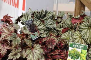 'T Rex Painter's Palette' from Terra Nova