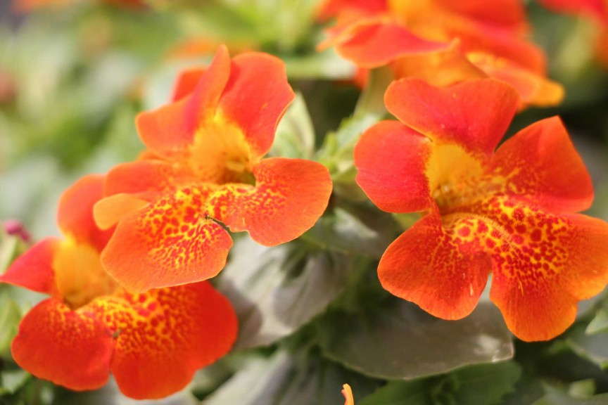 Torelus 'Orange Red Orchid' from Cohen