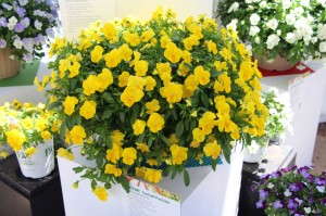 'AnyTime Pansiola Sunlight'