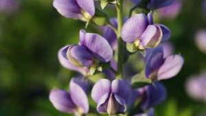 Proven Winners Announces Kentucky-Based Garden Store As First Botanical Trail