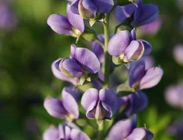 Proven Winners Announces Kentucky-Based Garden Store As First Botanical Trail