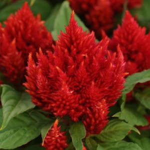 Celosia 'Arrabona Red' from PanAmerican Seed