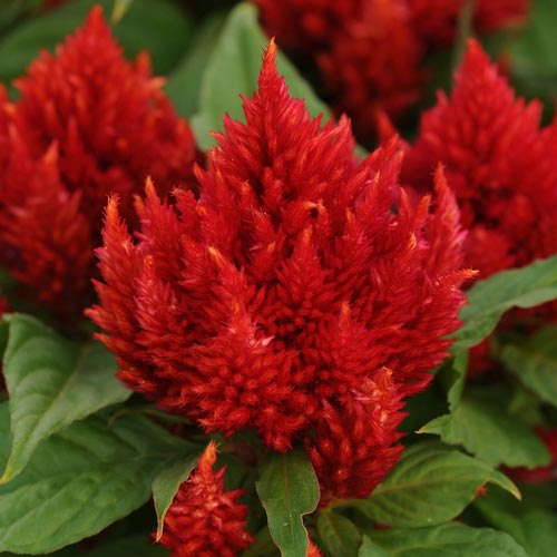 Celosia 'Arrabona Red' (Proven Winners)