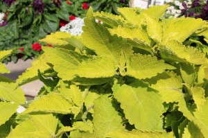 'ColorBlaze Lime Time'