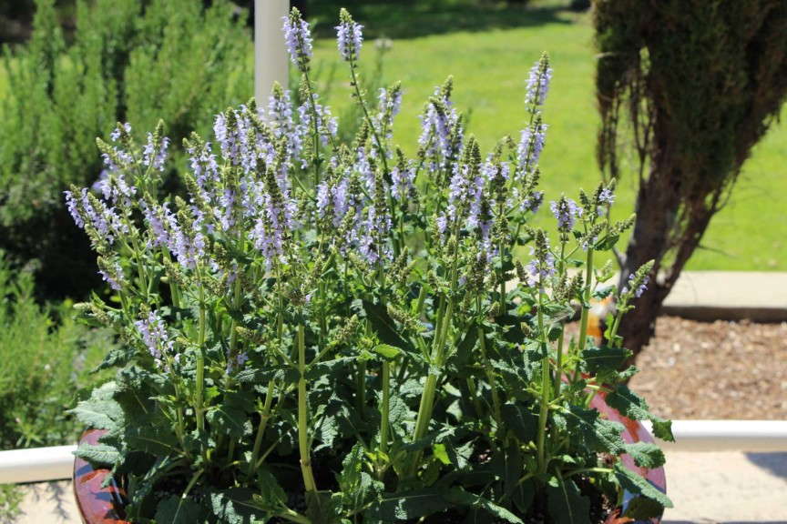 'Color Spires Crystal Blue'