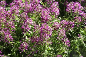 'Dark Knight' lobularia