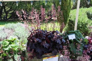 'Dolce Brazen Raisin' heuchera