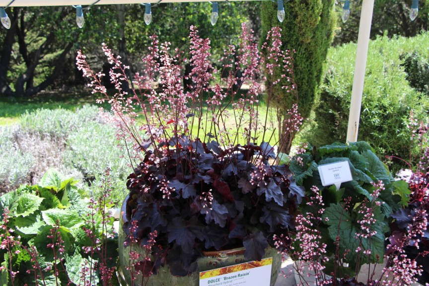 'Dolce Brazen Raisin' heuchera