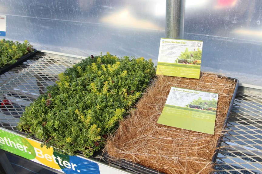 Etera Sedum Tiles