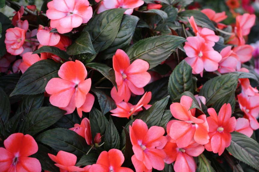 'Florific Sweet Orange' New Guinea impatiens