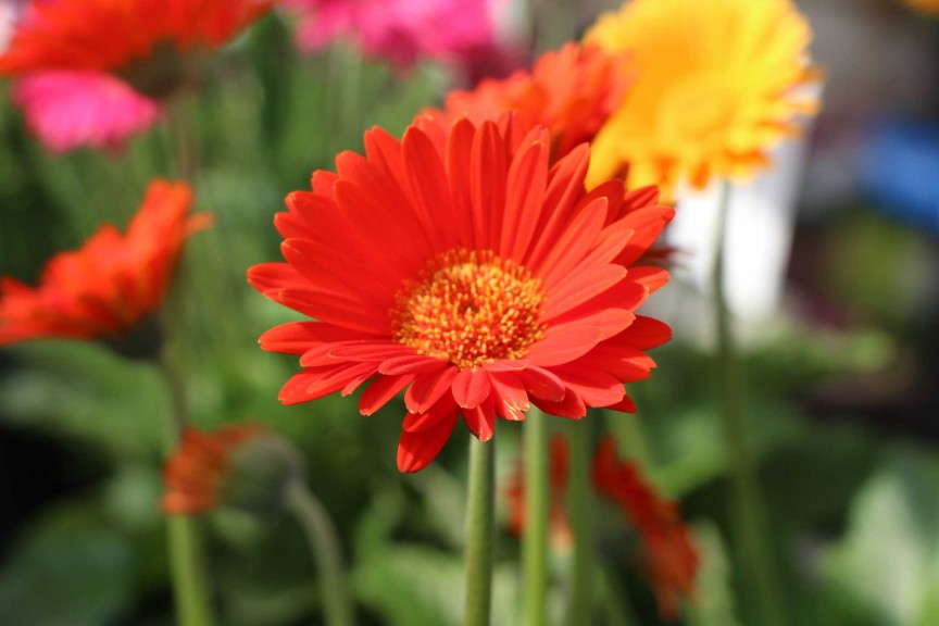 'Garvinea Sweet Dream'