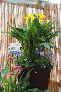Callas and annuals