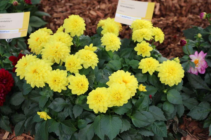 'Grandahlia Yellow' dahlia