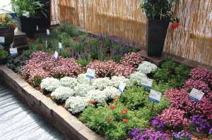Hard perennials