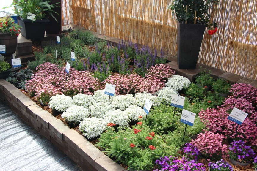 Hard perennials