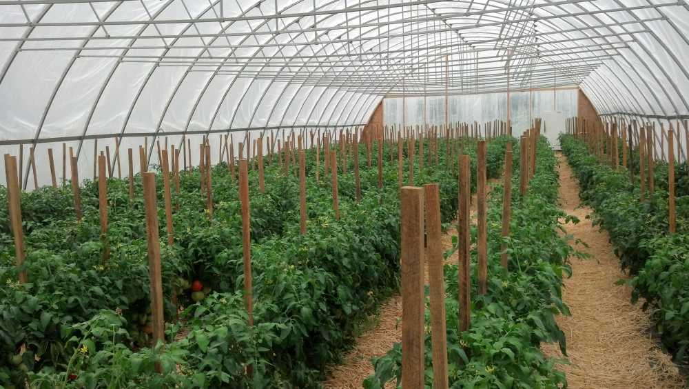 High Tunnel Tomatoes