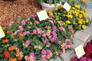 Landscape Bandana Lantana