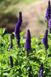 'Magic Show Enchanted Indigo' veronica