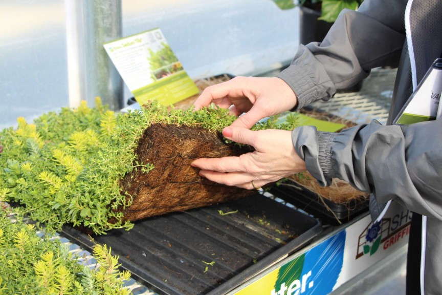 Northwest Horticulture sedum tiles