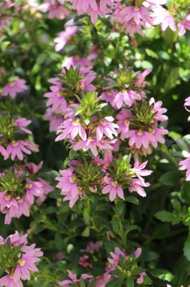 'Pink Wonder' scaevola