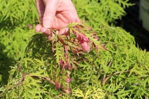 Sambucus 'Lemon Lace'