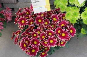 'Sandpoint' Pot Mum