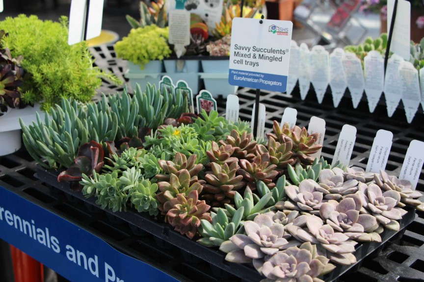 Savvy Succulents