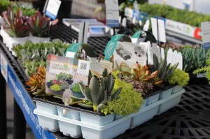 EuroAmerican's Savvy Succulents