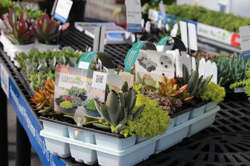 EuroAmerican's Savvy Succulents