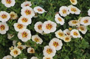 'Superbells Frostfire' calibrachoa