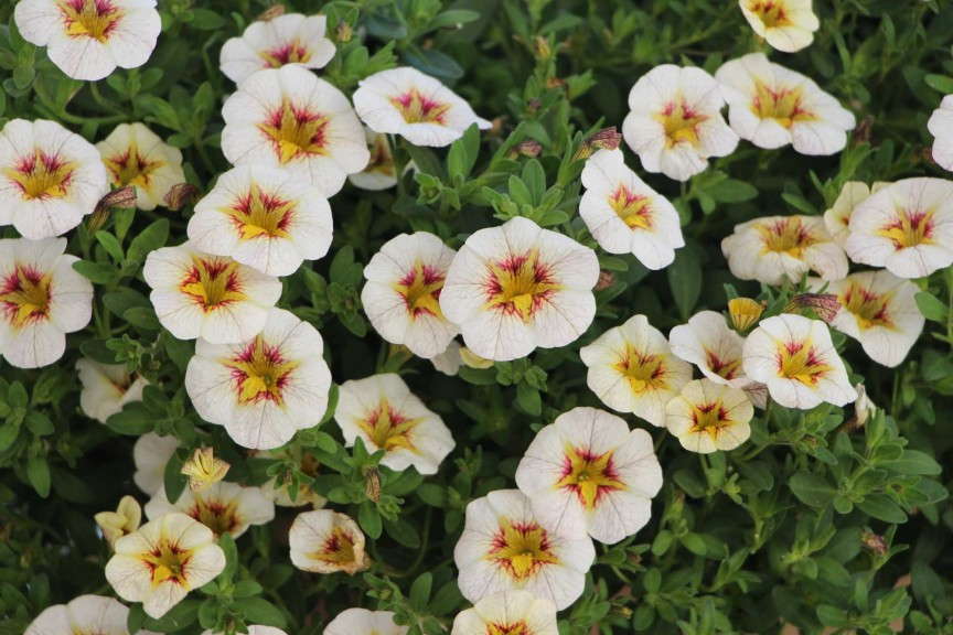 'Superbells Frostfire' calibrachoa