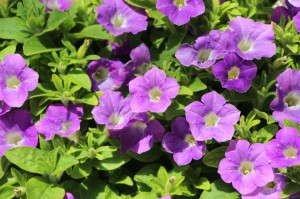 'Supertunia Morning Glory Charm'