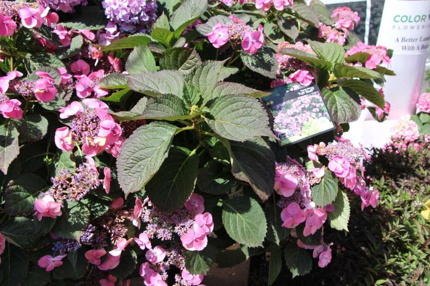 'Tuff Stuff' mountain hydrangea