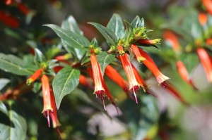 'Vermillionaire' cuphea