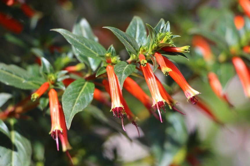 'Vermillionaire' cuphea