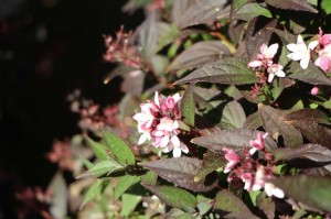 'Yuki Cherry Blossom' deutzia