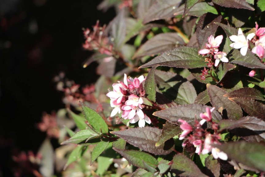 'Yuki Cherry Blossom' deutzia