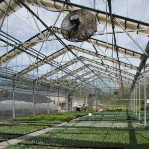 Cascade Cuts Greenhouse