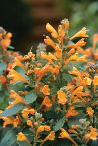 Agastache 'Arizona Sandstone' from Takii