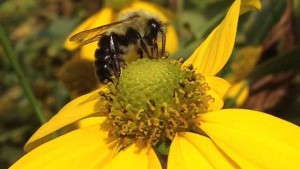 Protecting Bees Through Informed Pesticide Choices