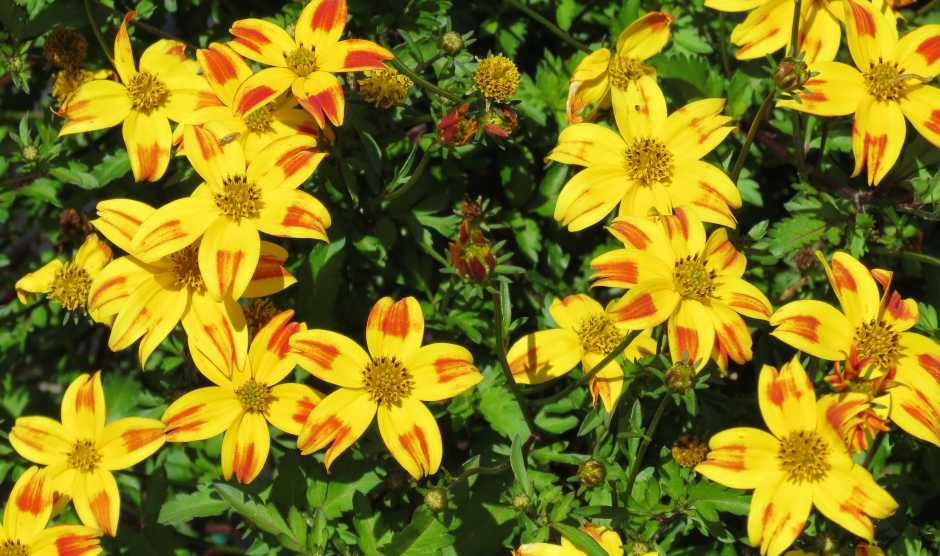 Bidens BeeDance Series (Suntory Flowers)