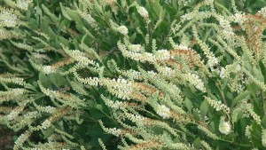 Attract Birds, Bees And Butterflies With 21 New Pollinator-Friendly Varieties