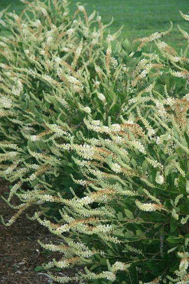 Clethra 'Einstein Novacleein' from Star Roses and Plants