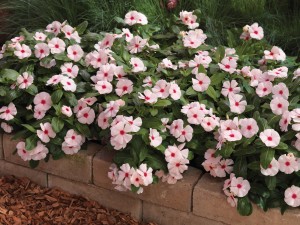 Vinca 'Cora Cascade' (Syngenta Flowers)
