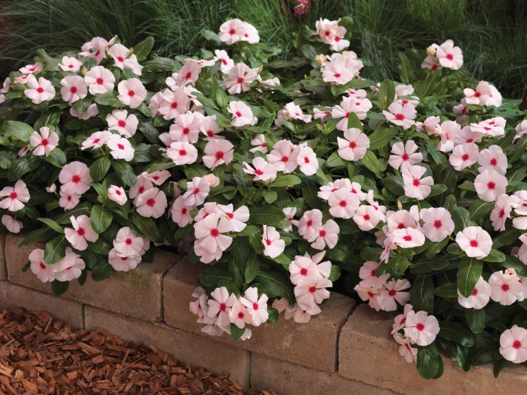 Vinca 'Cora Cascade' (Syngenta Flowers)