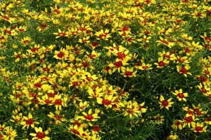 Coreopsis 'Firefly' from Terra Nova Nurseries