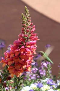 Digitalis 'Foxlight Ruby Glow' from Darwin Perennials