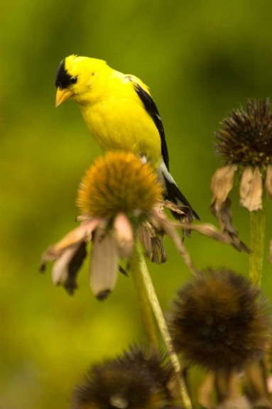 Echinacea with goldfinch
